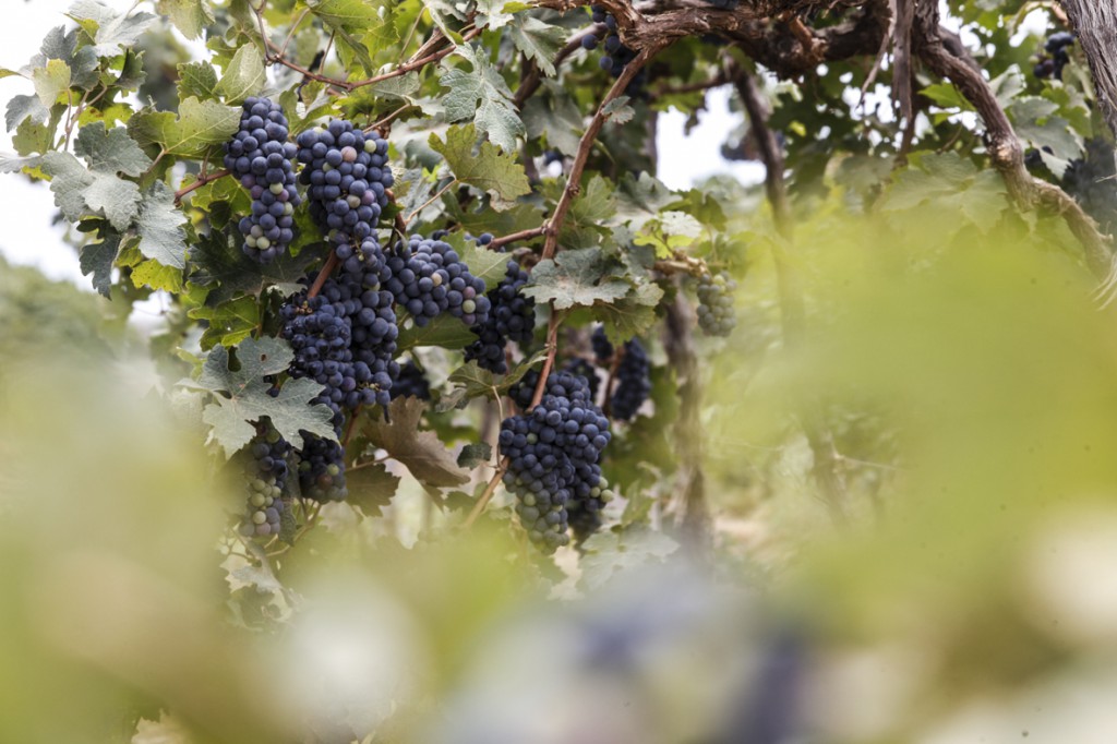 10-09-agricultura-vinicula-rm-321