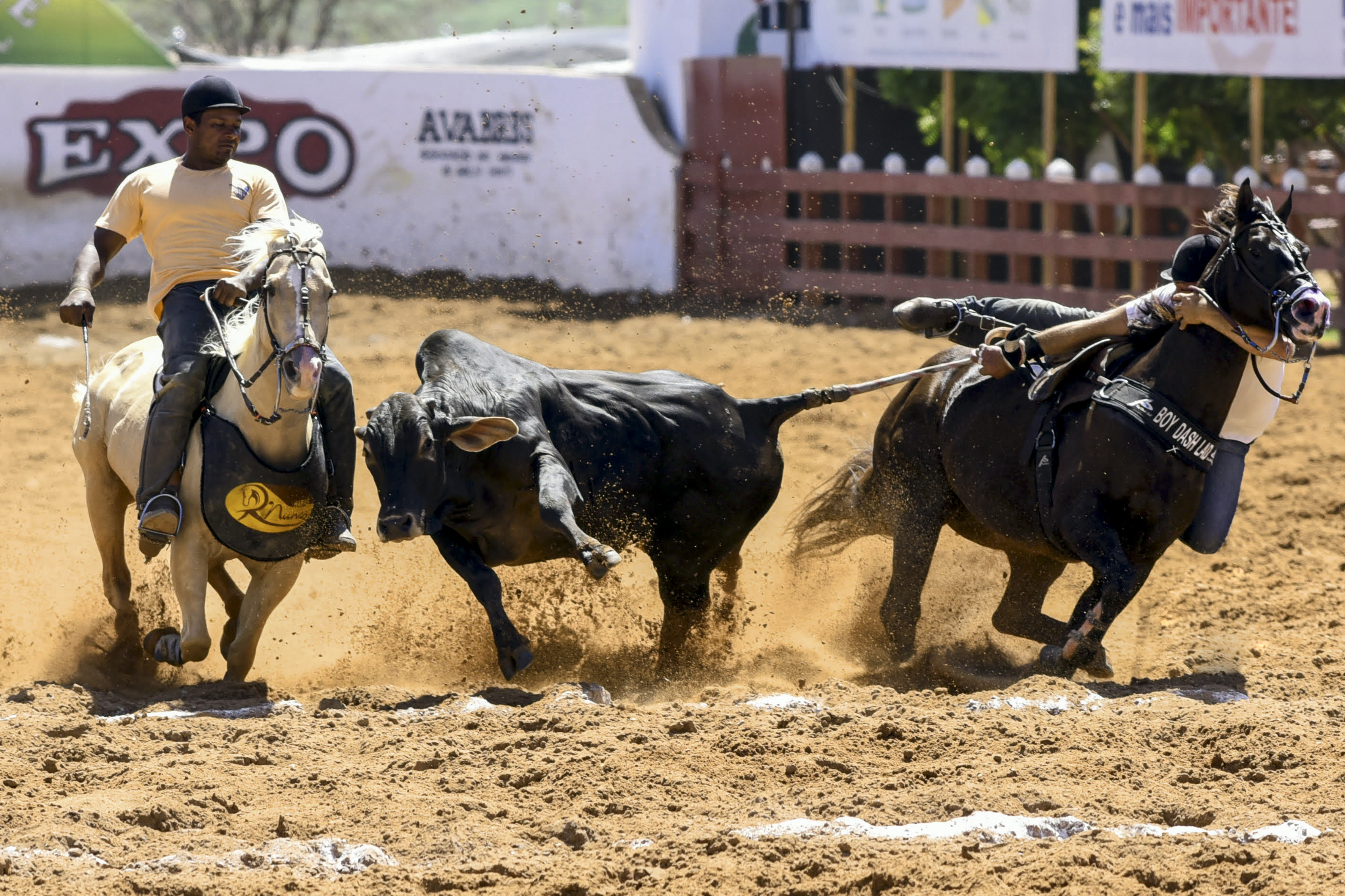 vaquejada1-allan-damasceno