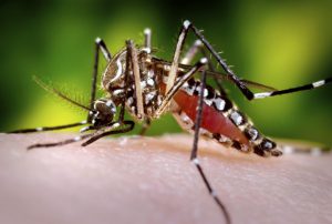 ALERTA - Transmitidas pelo mosquito Aedes aegypti, especialistas observam que chance de epidemia ainda é alta para zika, chikungunya e dengue. Foto: Flickr/Sanofi Pasteur