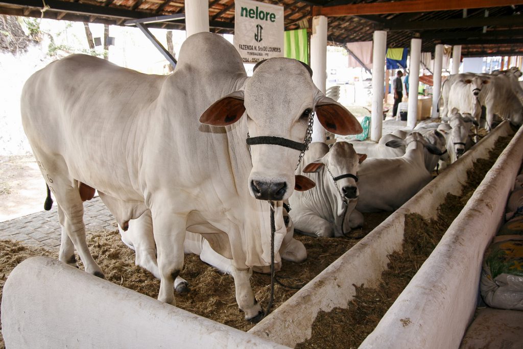 Bacia leiteira do Agreste foi severamente atingida pela seca