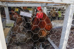 Frete elevado reduz lucros da avicultura