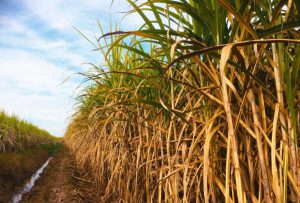 Políticas que favorecem biocombustíveis podem beneficiar setor sucroenergético