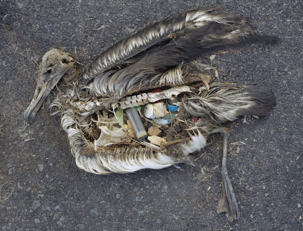 Foto de carcaça de albatroz com resíduos de plástico nas vísceras.