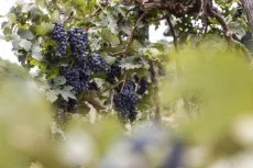 10-09-agricultura-vinicula-rm-321