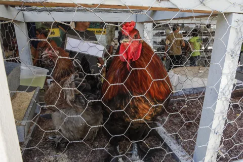 Frete elevado reduz lucros da avicultura